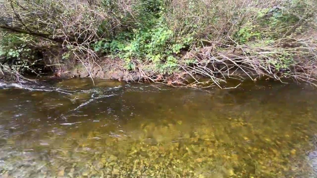 老王農場今日實境：三文魚出現了！