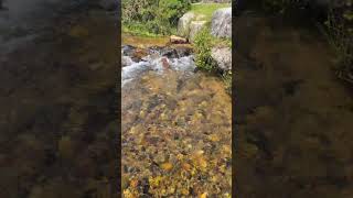 Live stream