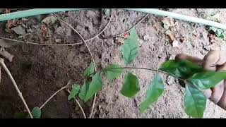 நம்ம வீட்டுத்தோட்டம் | Garden vlog | GardenTips | Simply T3 | T3