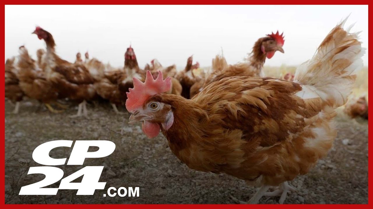Birds to be culled after avian flu detected in southwest Ontario - YouTube