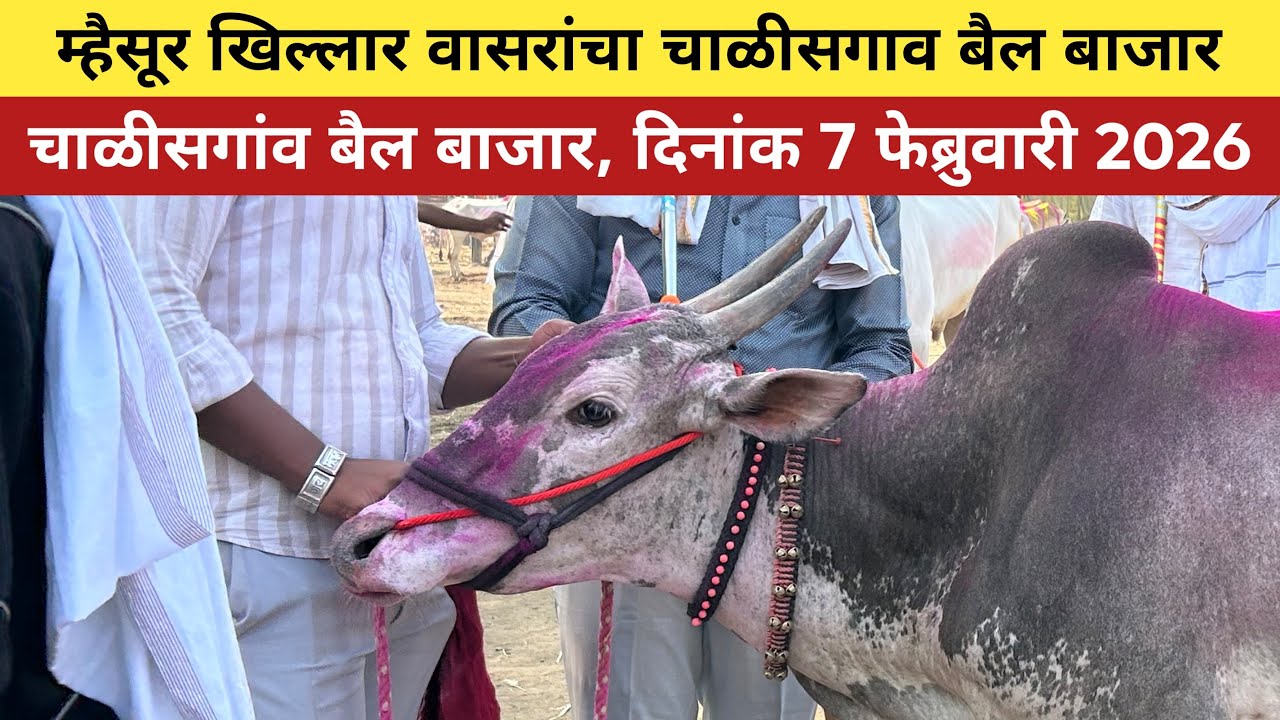 🛑Live चाळीसगांव बैल बाजार, 7 फेब्रुवारी 2026, 1 नंबर म्हैसूर खिल्लार वासरं 😱 Chalisgaon bail bazar |