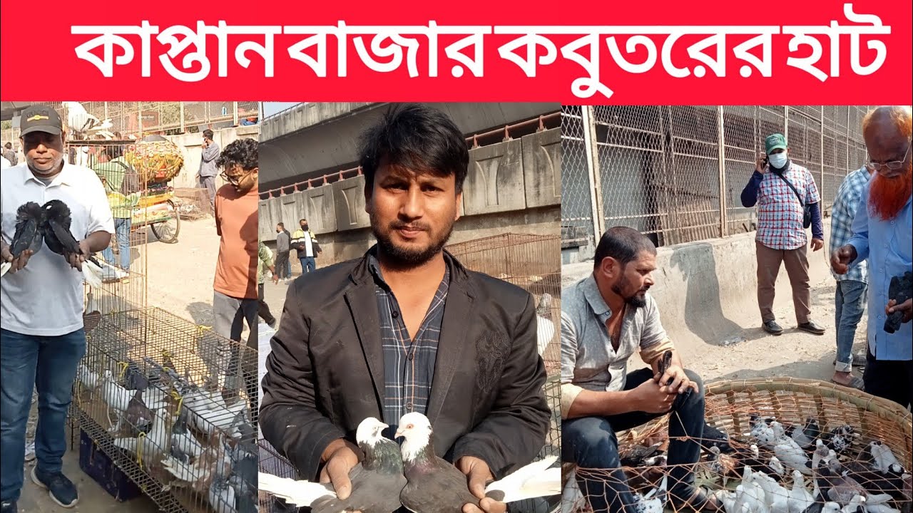 ০৬/০২/২০২৬,ঢাকা কাপ্তান বাজার কবুতর হাট।বাংলাদেশের ঐতিহ্যবাহী কবুতর হাট ঢাকা কাপ্তান বাজার কবুতর হাট