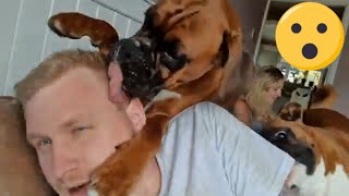 Spoonface is BACK... with Vengance by Layla the Boxer Dog 13,380 views 3 years ago 4 minutes, 2 seconds