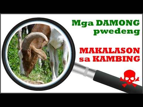 Video: Crowsfoot Grass Control - Mga Tip Para sa Pagpatay ng Crowsfoot Grass