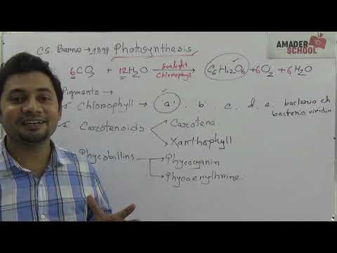 08. Photosynthesis | Introduction and Pigments | সালোকসংশ্লেষণ । ‍উদ্ভিদ শারীরতত্ত্ব