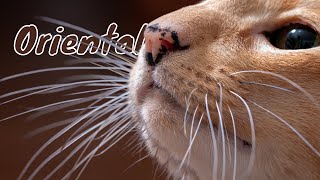 Oriental Long Hair Cats || Cute & Spunky Cats by Cute & Spunky Cats 75 views 1 year ago 3 minutes, 8 seconds