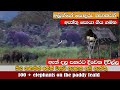 Tusker attacking to wild elephant  elephants came to paddy fields elephant savewildlife attack