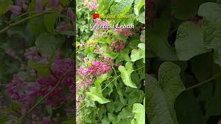 Download Lagu Bunga Air mata Pengantin, vegetasi Lebah madu berbunga sepanjang masa #lebahcerana MP3