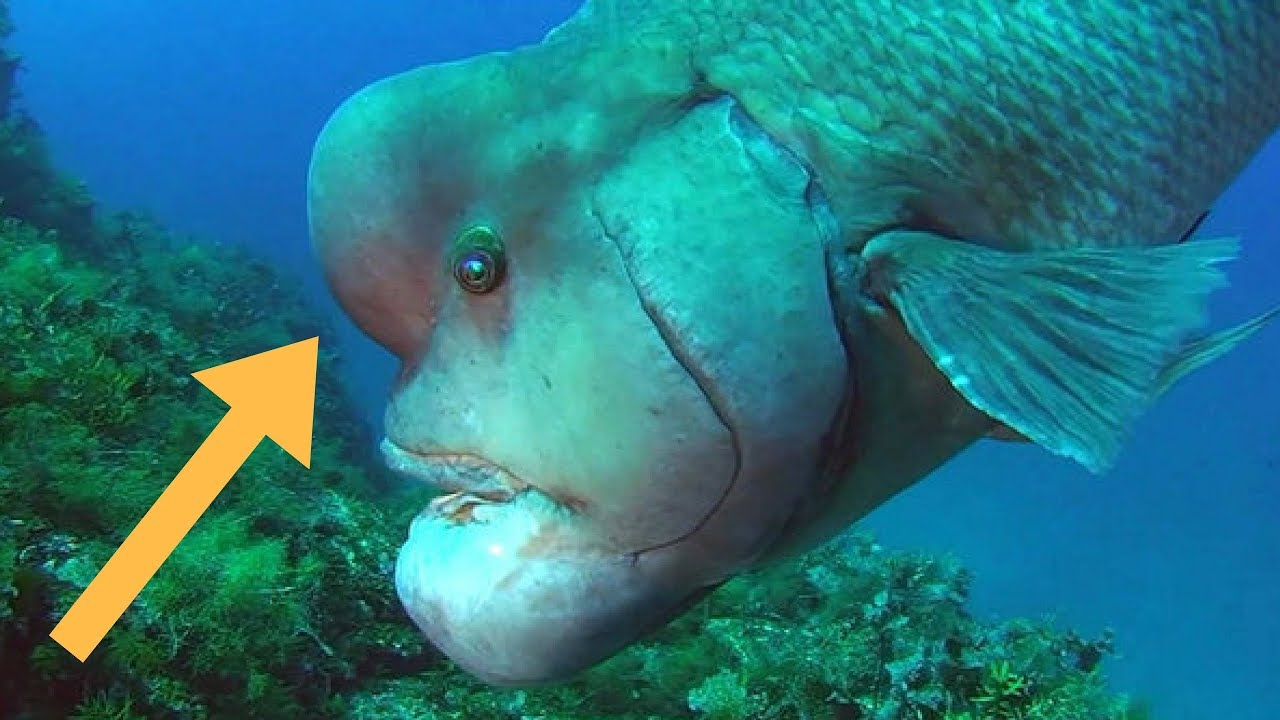 96 Koleksi Gambar Hewan Langka Ajaib HD Terbaik