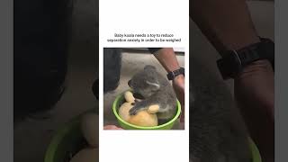 Baby koala clings to toy for comfort during weighing 🥹