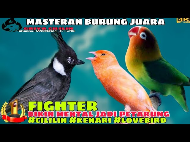 ISIAN MURAI GACOR _ Cililin vs Kenari vs Lovebird _ MASTERAN AMPUH SEMUA BURUNG class=