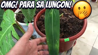 Successful Plant Hunting! Nakabitbit ng Mga Super Beautiful Rare Plants sa Plantorama!