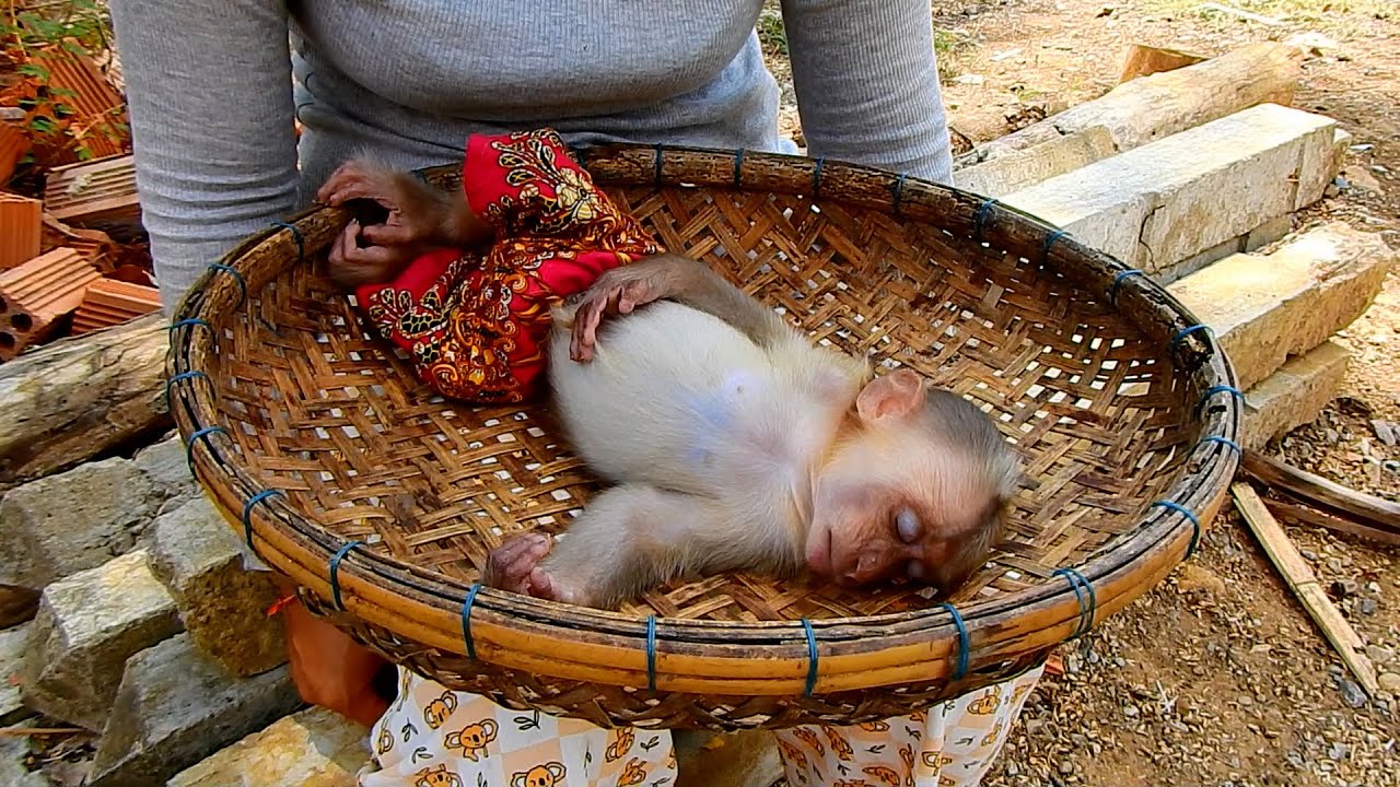 Monkey Jack Very Sweetest Moment & Comfortable Sleep In Small Basket Outdoor Relaxing