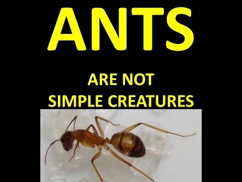 Know About Ants Family, Etymology, Taxonomy, Evolution, Distribution, & Diversity