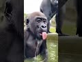 Gorilla Compilation with a Shocking Ending 😳🤣 #gorilla #silverbackgorilla #compilations #babygorilla