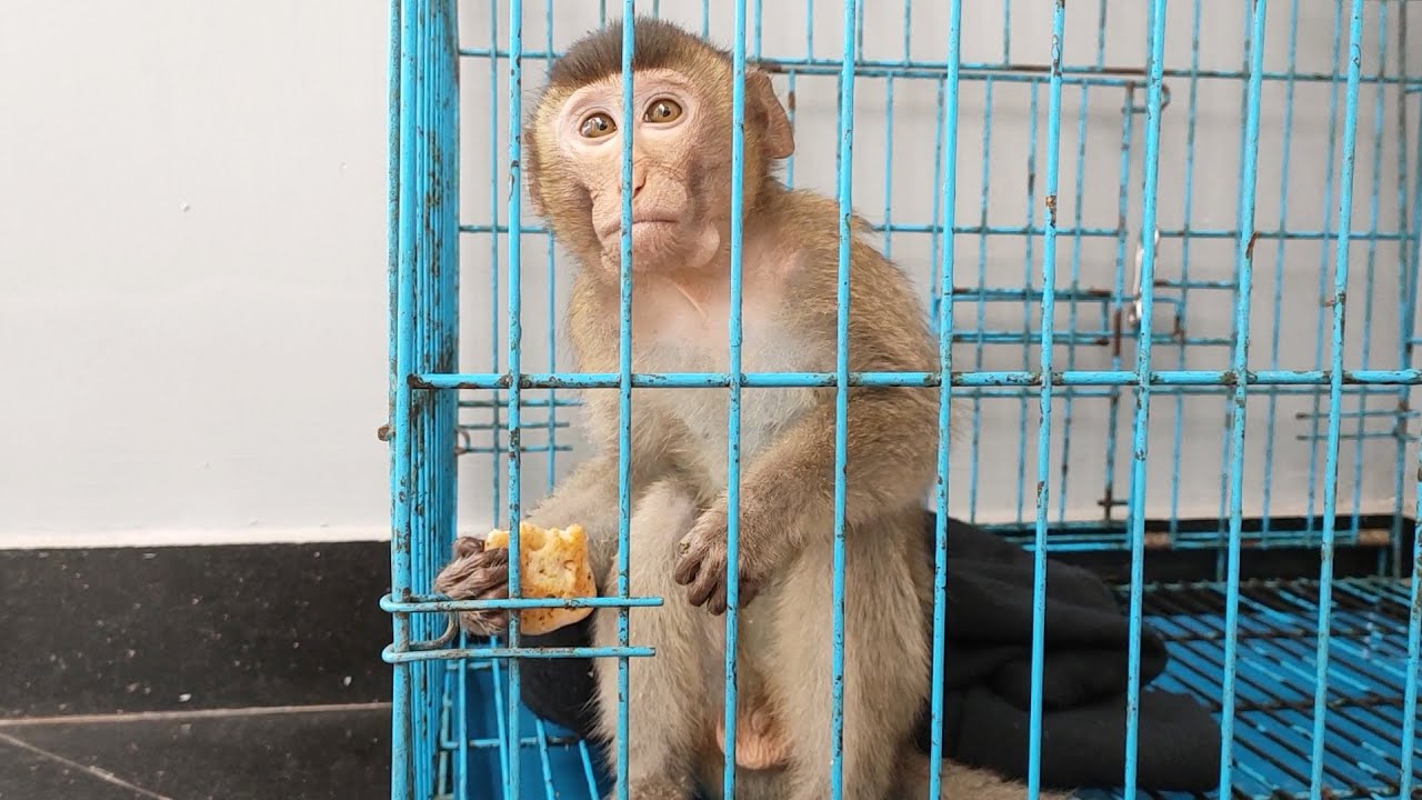 Dad takes care of poor Ticky monkey every day before releasing into the forest