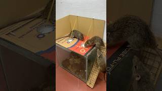 New Idea For The Fastest Way To Trap Mice At Home // Mouse Trap 2#Rat #Rattrap #Mousetrap #Shorts