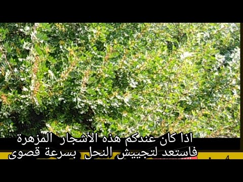 فيديو: نباتات زهر العسل الشتوية المزهرة - تعرف على شجيرة زهر العسل الشتوية