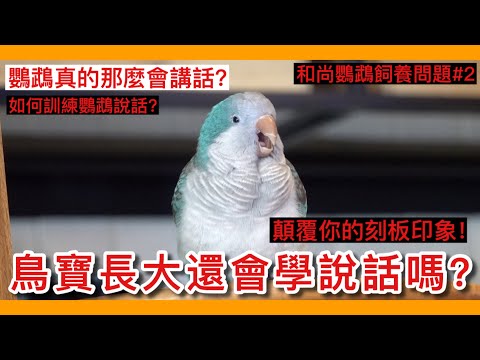 破解!鳥寶長大了就不會學說話了?影響鸚鵡學習說話的4大要素!【鸚鵡小木屋】【養鳥問題EP2】The Four Elements of Parrots Talking