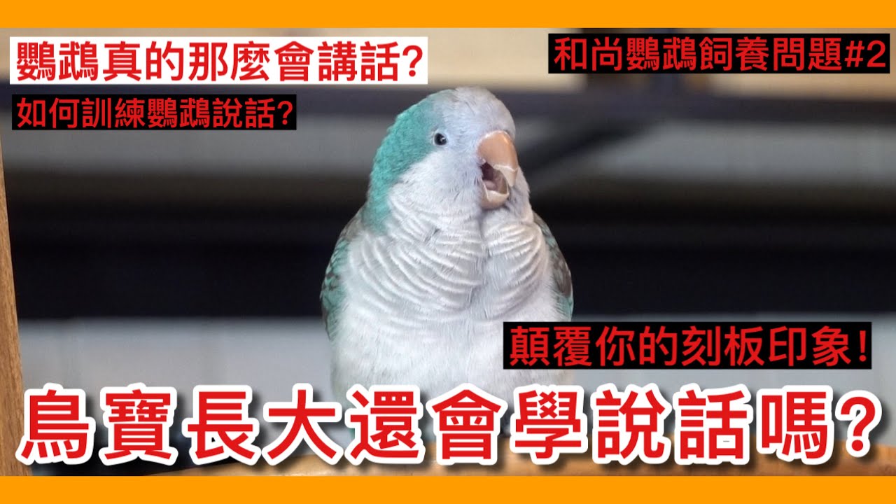 破解！鳥寶長大了就不會學說話了？影響鸚鵡學習說話的4大要素！【鸚鵡小木屋】【養鳥問題EP2】The Four Elements of Parrots  Talking
