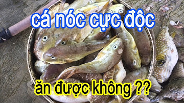 Nuôi Cá Trê Kiếm Tiền Trăm Triệu Siêu Lợi Nhuận Là Nhờ Những Thứ Bỏ Đi | Trại Cá Phú Yên