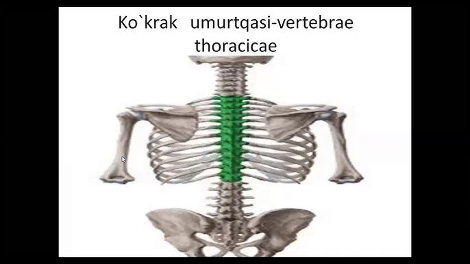 Keng kokrak uchlari bilan porno videolar Chubby sochli porno rasmlar