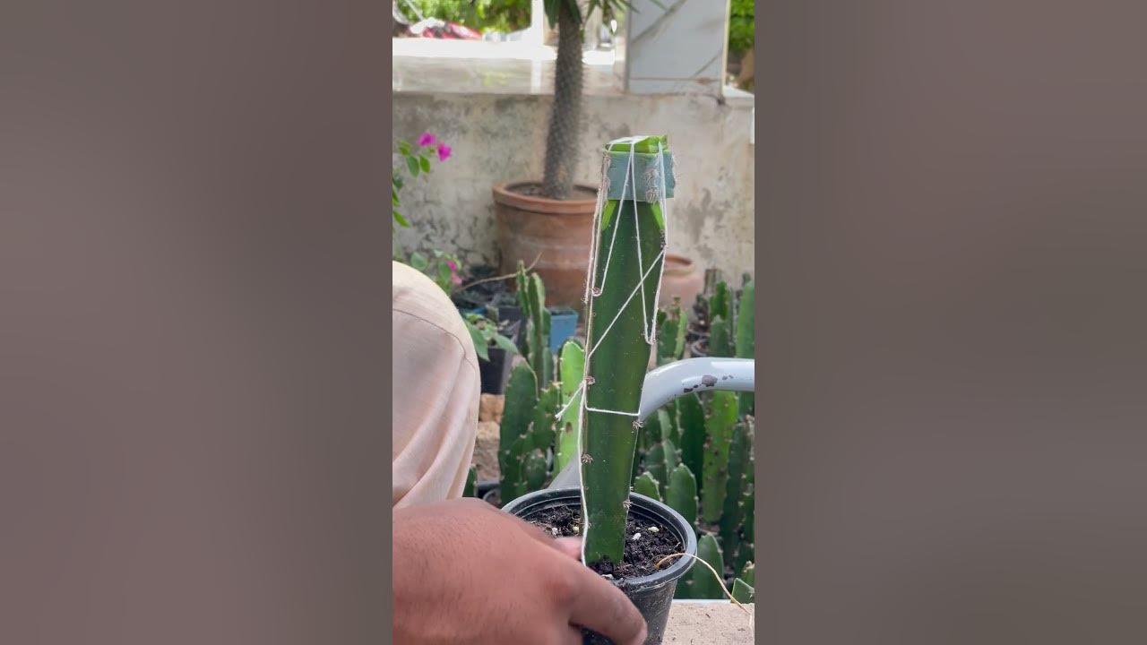 Grafting of blue torch cactus #gardening #cactuses #fiddleleaffig #