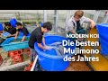 Die 2 Jährigen Mujimono Aus Ipponmatsu Modern Koi Blog Japan 7713 Die 2 Jährigen Mujimono Aus Ipponmatsu Modern Koi Blog Japan 7713