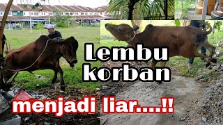 KORBAN LEMBU RAYA HAJI AIDILADHA