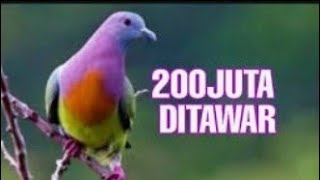 BURUNG PUNAI PEMIKAT DI TAWAR 200JUTA