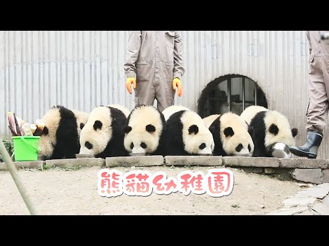 《熊貓主題趴》走進大熊貓寶寶在幼稚園的生活 | iPanda熊貓頻道