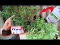 make use of plastic cans to grow beautiful chili plants with many fruits