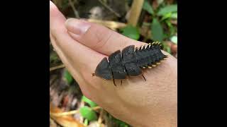 Meet the Trilobite Beetle: A Fascinating Link to the Past