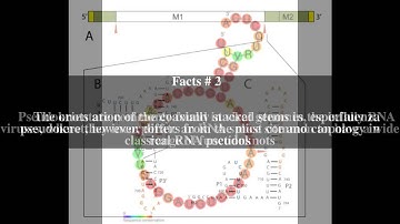 Influenza virus pseudoknot Top # 6 Facts