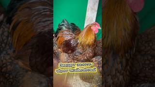 Виандот Золото-Черно-Окаймленный