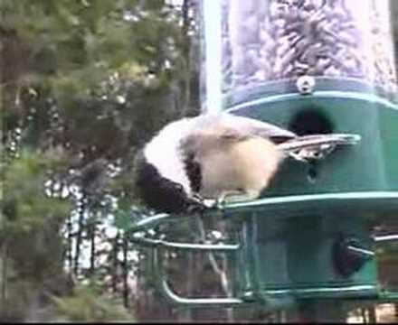 Squirrel Spins Off of Bird Feeder