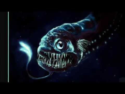 Thumb of Deep Sea Dragonfish video