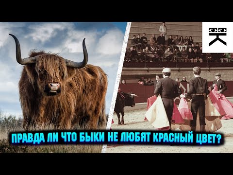 Видео: Кой е corrida de toros?