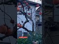 Persimmon Tree . #shorts #shortsfeed #viralshorts #shortvideos