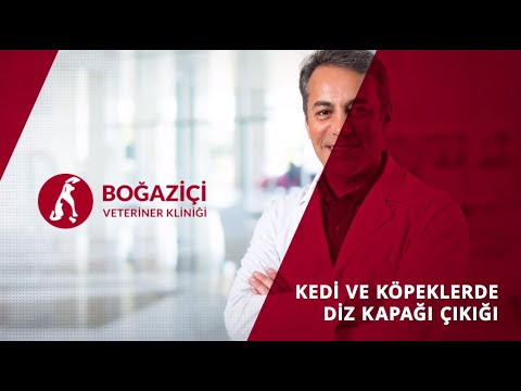 Video: Kedilerde Dizkapağı Çıkığı