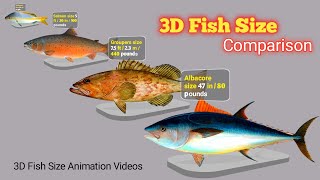 3D Fish Size Comparison | World Largest Fish | Water Animals | 3D Animation