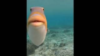 Download lagu lemon tree speed up