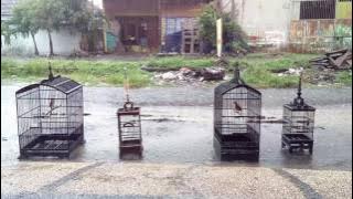 Terapi air hujan untuk burung macet bunyi