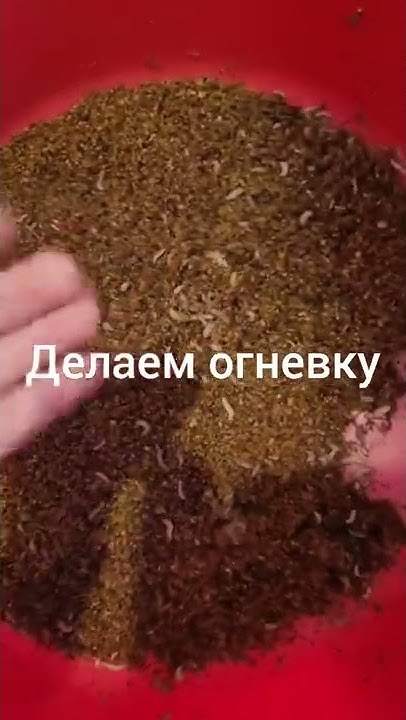 Делаем огневку-настойку на восковой моли - YouTube