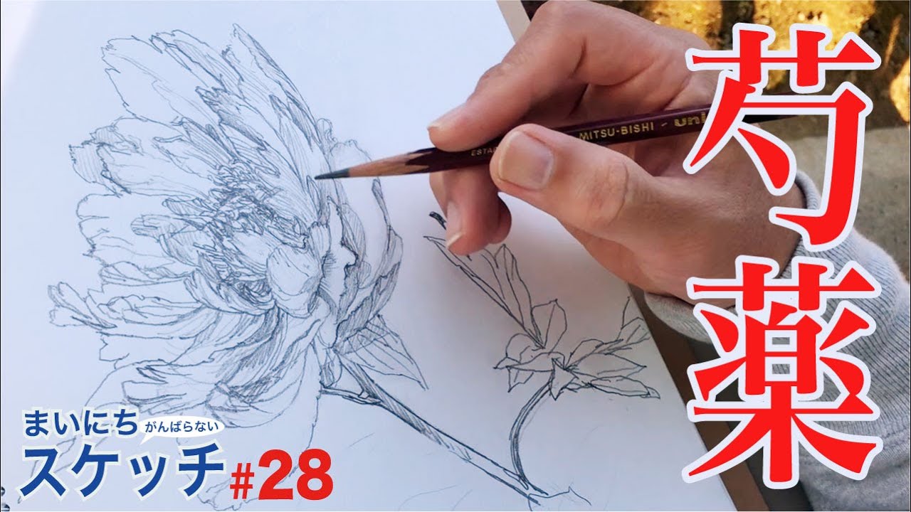 【鉛筆デッサン】芍薬をゆっくり描く【がんばらないスケッチ#28】