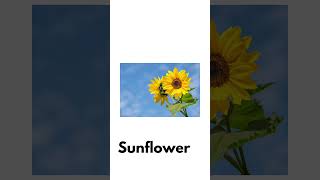 vocabulary enhancement (part-5)/ Names of flowers #languageforkids #flowers #spellings