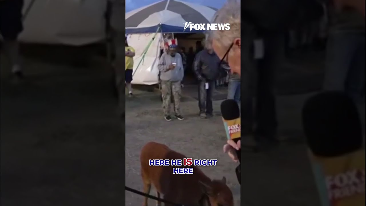ADORABLE Baby Buffalo Born On Independence Day Shorts Us Usa New Animals