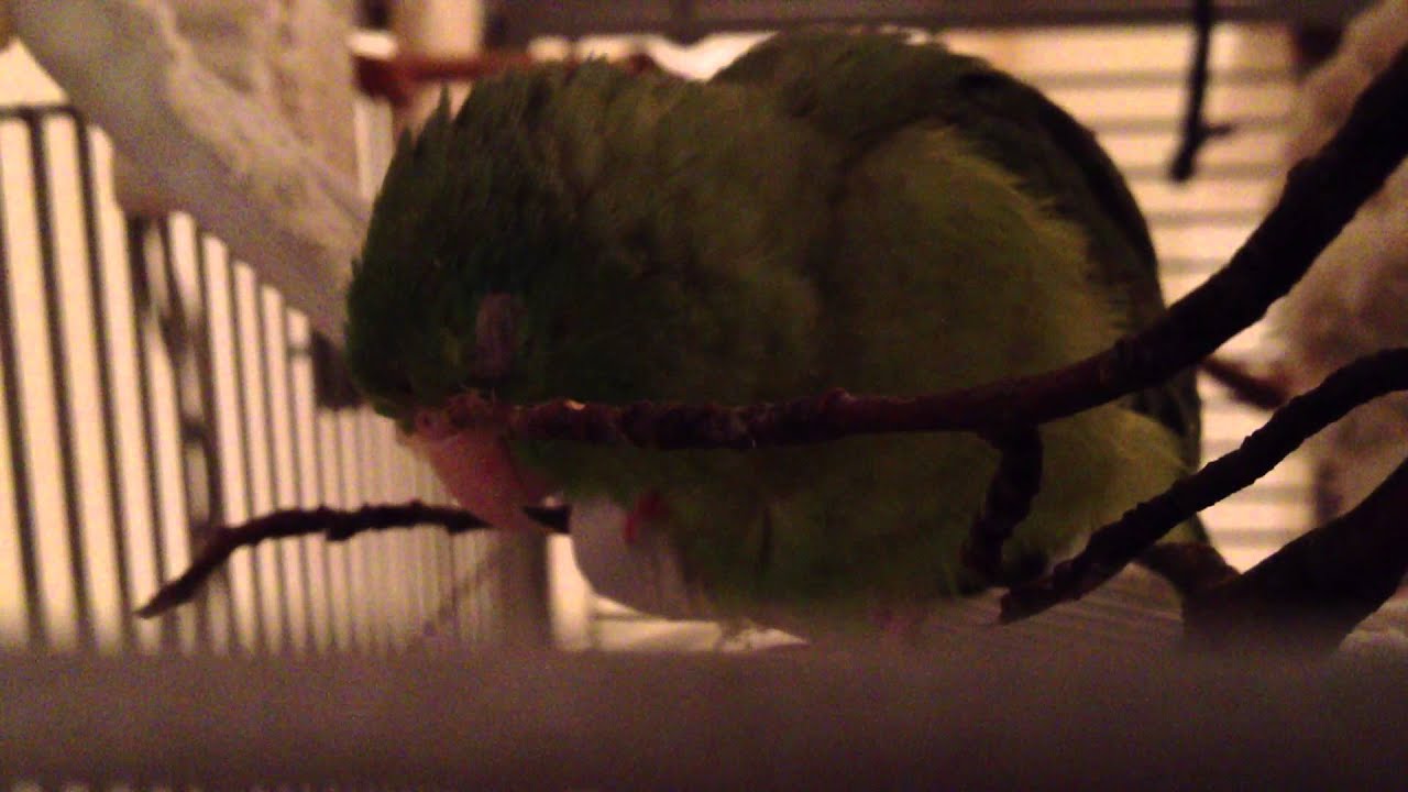 Parrotlet having a good time scratching her face with a twig - YouTube