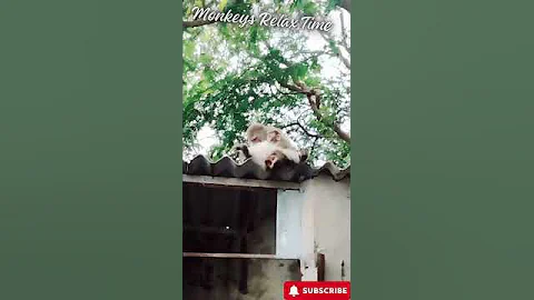 monkey | Why are these monkeys stealing from tourists? | World's Sneakiest Animals #shorts