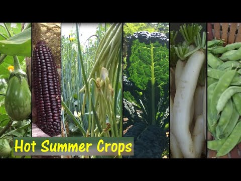 Mga Halaman Pwedeng Itanim sa Tag-init|10+ Veges Crops  can be planted this Hot Summer Season.